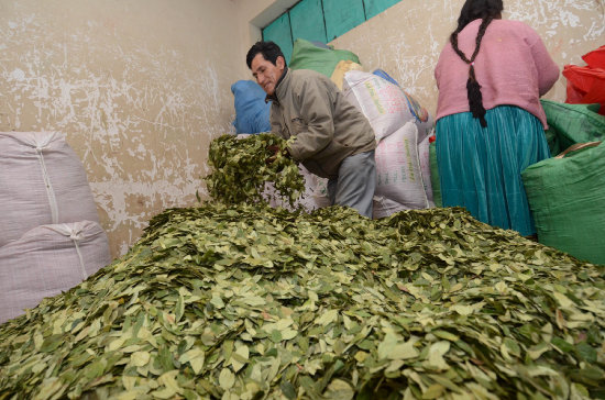 COCA. Productores no tributan al fisco.