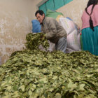 COCA. Productores no tributan al fisco.