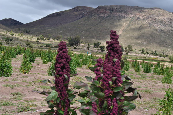 RENDIMIENTO. Los agricultores cosecharon hasta 20 quintales por hectrea.