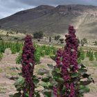 RENDIMIENTO. Los agricultores cosecharon hasta 20 quintales por hectrea.