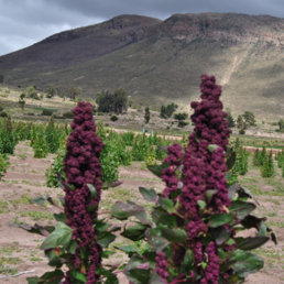 RENDIMIENTO. Los agricultores cosecharon hasta 20 quintales por hectrea.