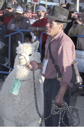 MUESTRA. La feria cuenta con alrededor de 40 ejemplares entre llamas y alpacas.