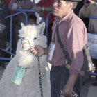 MUESTRA. La feria cuenta con alrededor de 40 ejemplares entre llamas y alpacas.