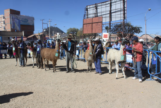 OBJETIVO. Los ganadores de este evento participarn en la Feria Nacional de Camlidos que se realizar en Potos este ao.