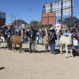 OBJETIVO. Los ganadores de este evento participarn en la Feria Nacional de Camlidos que se realizar en Potos este ao.