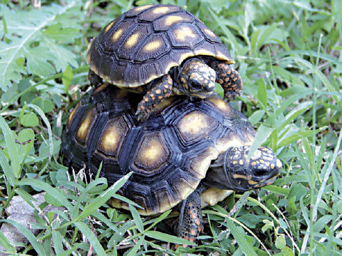 TORTUGAS. En los ros amaznicos liberaron a 