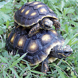 TORTUGAS. En los ros amaznicos liberaron a 