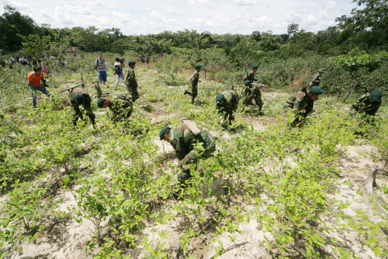 COCA. En 2012, las reas de cultivo de coca en el pas se redujeron en un 7 por ciento, segn el informe de la UNODC.