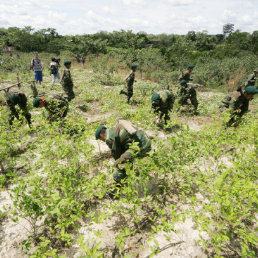 COCA. En 2012, las reas de cultivo de coca en el pas se redujeron en un 7 por ciento, segn el informe de la UNODC.