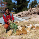 CUY. Mejora hbitos alimenticios.