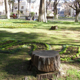 EVIDENCIA. En las jardineras del Parque se puede observar la base de los rboles cortados.