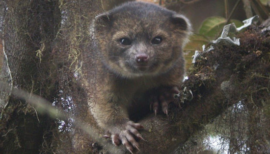 El olinguito