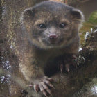 El olinguito