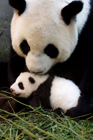 RAREZA. Los pandas son escasos en el mundo.