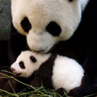 RAREZA. Los pandas son escasos en el mundo.