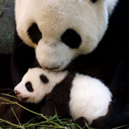 RAREZA. Los pandas son escasos en el mundo.