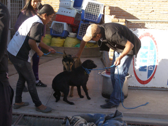 EUTANSIA. Las organizaciones proteccionistas estn en contra de que se utilice sulfato de magensio para sacrificar animales.