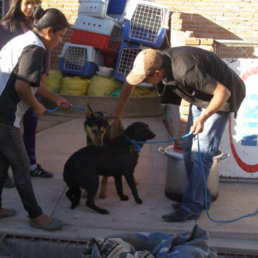 EUTANSIA. Las organizaciones proteccionistas estn en contra de que se utilice sulfato de magensio para sacrificar animales.