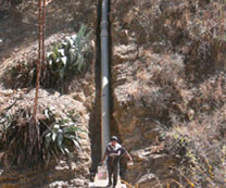 Elapas