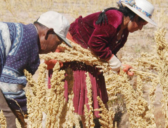 OFERTA. Bolivia exportar quinua a China.