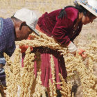 OFERTA. Bolivia exportar quinua a China.