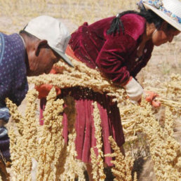 OFERTA. Bolivia exportar quinua a China.