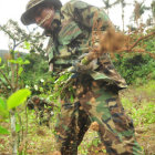 ERRADICACIN. Segn el Gobierno, se registr 2.000 hectreas de cultivos de coca menos en 2012.