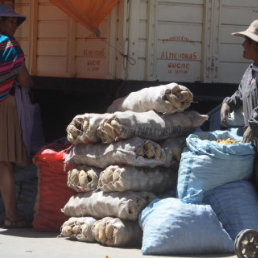 ABASTECIMIENTO. Comerciantes mayoristas del Mercado Campesino venden en menor precio el tubrculo.