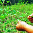 LICENCIAS. El Director de Coca e Industrializacin fue denunciado por irregularidades en renovaciones de licencias.