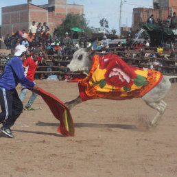 Espectculo. En la corrida se quitaron a los toros las caronas que no llevan dinero como en Yotala, la muestra encant al pblico presente.