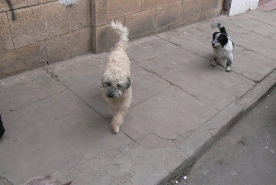 RIESGO. Las campaas de vacunacin no pueden llegar a todos los perros callejeros, que deambulan por la irresponsabilidad de sus dueos.