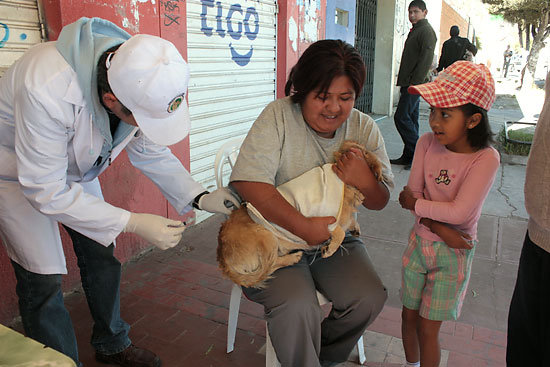 ACCESO. Ahora los propietarios de perros o gatos pueden hacer vacunar a sus mascotas en cualquier centro de salud de primer nivel.