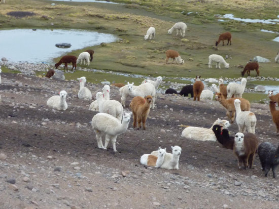 CONSECUENCIAS. La fauna de la zona es la ms afectada por la contaminacin.