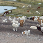 CONSECUENCIAS. La fauna de la zona es la ms afectada por la contaminacin.