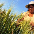 TRIGO. Este alimento en grano es uno de los productos que ms importa el pas.