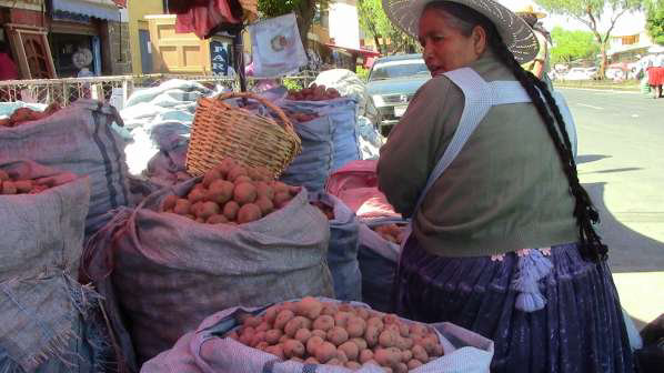 OFERTA. La papa peruana gana terreno en los mercados de todo el pas.