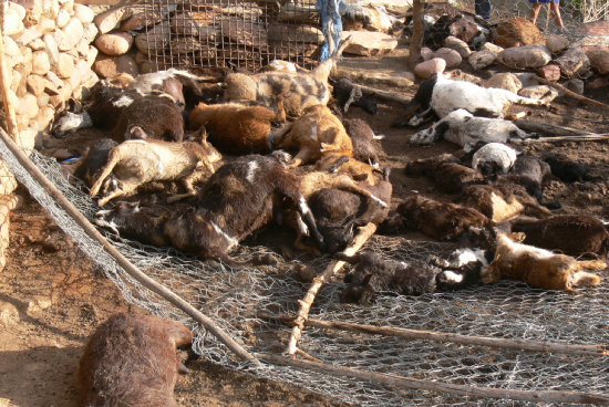 ATAQUE. Los chivos fueron atacados por perros cuando estaban en el corral, que todos los das es bien asegurado por sus dueos.