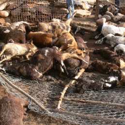 ATAQUE. Los chivos fueron atacados por perros cuando estaban en el corral, que todos los das es bien asegurado por sus dueos.