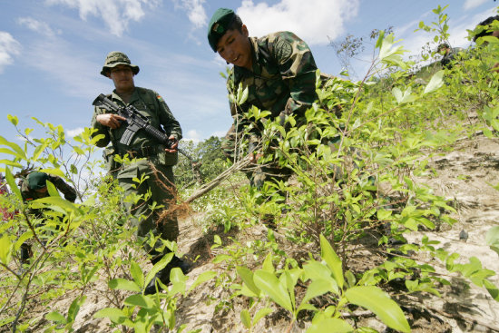 ESTUDIO. Informe del consumo de la coca se presentar a los cocaleros de los Yungas.