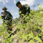 ESTUDIO. Informe del consumo de la coca se presentar a los cocaleros de los Yungas.