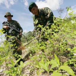 ESTUDIO. Informe del consumo de la coca se presentar a los cocaleros de los Yungas.