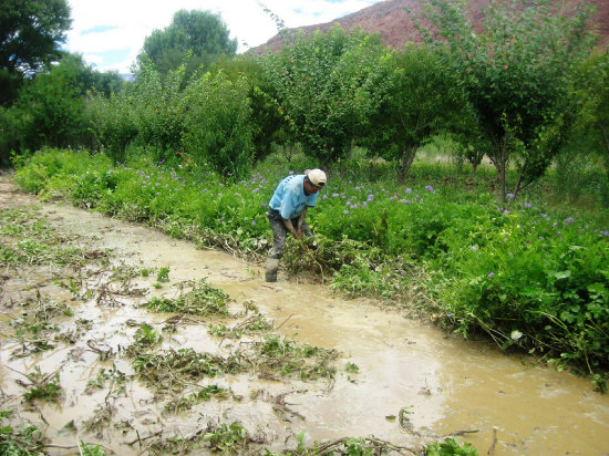 DESASTRE. Hay familias que perdieron parte de sus cultivos en algunas comunidades rurales del municipio de Sucre debido a la lluvia y el granizo.