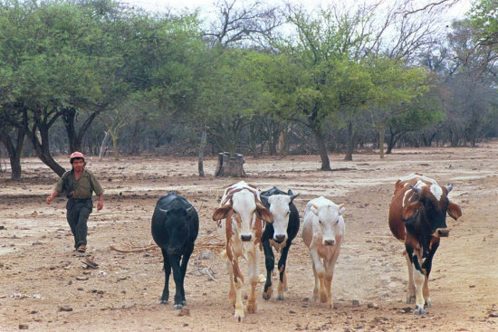 RIESGO. El ganado vacuno de la regin del Chaco necesita agua y forraje urgente.