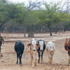 RIESGO. El ganado vacuno de la regin del Chaco necesita agua y forraje urgente.