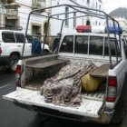 MUERTO. El cuerpo en la camioneta.