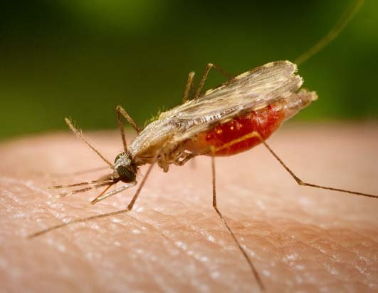 MALARIA. Se contagia a travs del mosquito anopheles que transporta la enfermedad.