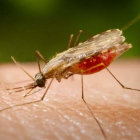 MALARIA. Se contagia a travs del mosquito anopheles que transporta la enfermedad.