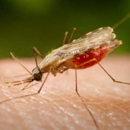 MALARIA. Se contagia a travs del mosquito anopheles que transporta la enfermedad.