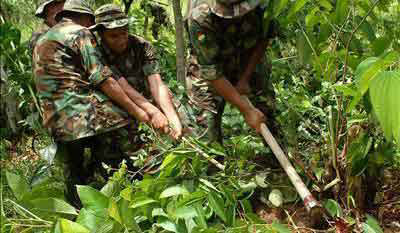 COCA. Informe revela que coca excedentaria fue incautada por la Fuerza de Tarea Conjunta.