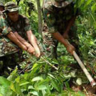 COCA. Informe revela que coca excedentaria fue incautada por la Fuerza de Tarea Conjunta.